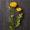 18 Pack: Yellow Ranunculus Spray by Ashland®